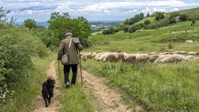 Pedeapsă „divină” pentru un cioban din Vaslui! După ce a fost acuzat că a abuzat o minoră, magistrații l-au trimis pe oier la biserică să își spele păcatele: „Lăsăm condamnatul liber și liniștit”